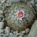 Gymnocactus knuthianus