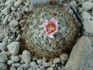 Gymnocactus knuthianus