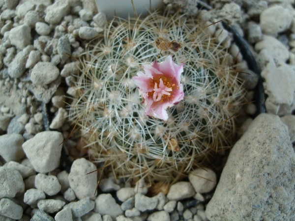 Gymnocactus knuthianus