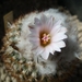 gymnocactus ysabelae ho 776