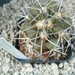 Copiapoa  echinata v. boraealis