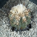 Copiapoa atacamen sis fa.Mejillones KK655