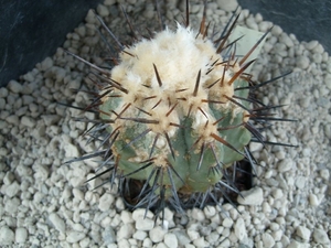 Copiapoa atacamen sis fa.Mejillones KK655