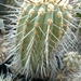 Copiapoa carrizalensis