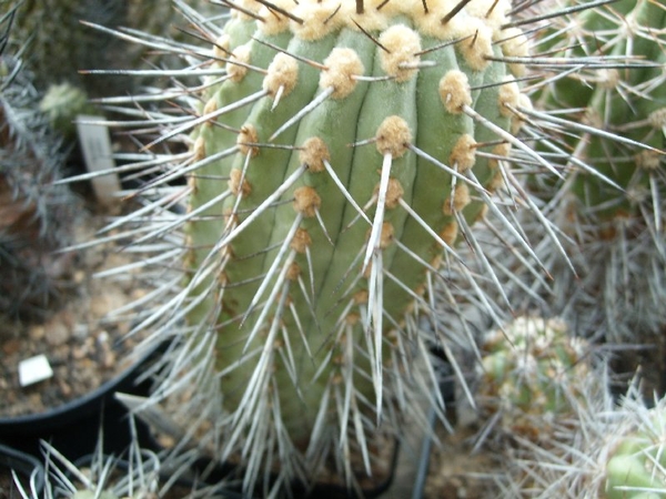 Copiapoa carrizalensis