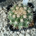 Copiapoa cineracens v. applanata