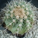 Copiapoa cinerascens