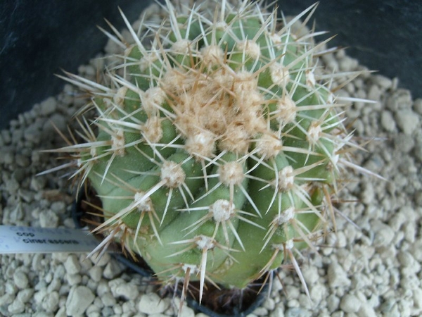Copiapoa cinerascens