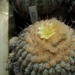 copiapoa cinerea