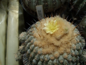 copiapoa cinerea