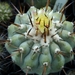 copiapoa cinerea 1