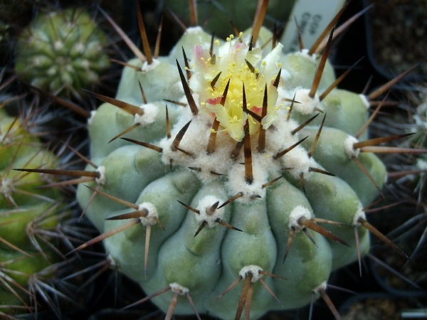 copiapoa cinerea 1