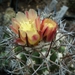 Copiapoa coquimbana 1