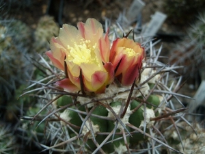 Copiapoa coquimbana 1