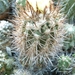 Copiapoa coquimbana v. wagenknechti