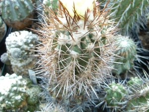 Copiapoa coquimbana v. wagenknechti