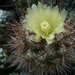 Copiapoa coquimbana v.wagenknechti