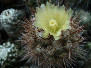 Copiapoa coquimbana v.wagenknechti