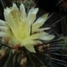 Copiapoa dealbata v. deminuta 1