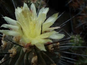 Copiapoa dealbata v. deminuta 1