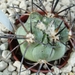 Copiapoa desertorum