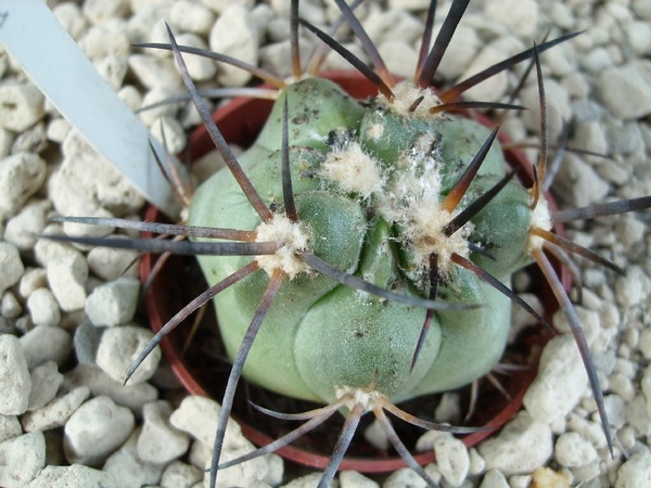 Copiapoa desertorum