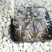 Copiapoa dura