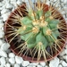 Copiapoa eremophila