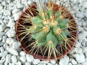 Copiapoa eremophila