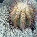 Copiapoa ferox