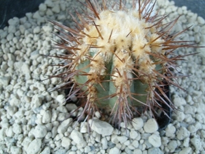 Copiapoa ferox