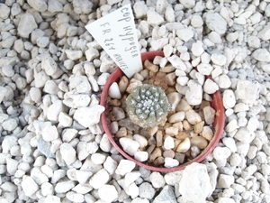 Copiapoa hypogea fr261