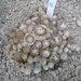 Copiapoa Lauii