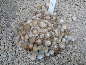 Copiapoa Lauii