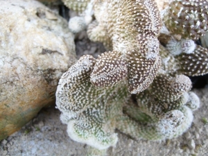 Copiapoa lauii cristaat