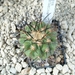 Copiapoa longistaminea