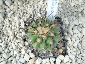 Copiapoa longistaminea