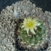 Copiapoa maritima