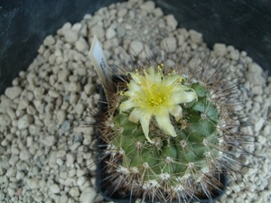 Copiapoa maritima