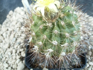 Copiapoa maritima 1