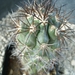 Copiapoa megarhiza