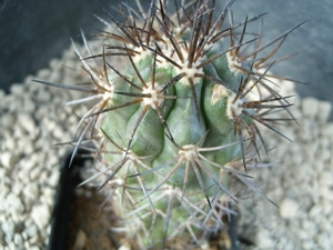 Copiapoa megarhiza