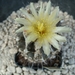 Copiapoa pendicolor