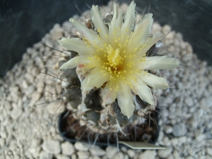 Copiapoa pendicolor