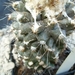 Copiapoa pendicolor 1