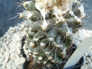 Copiapoa pendicolor 1