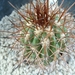 Copiapoa rubriflora