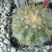 Copiapoa serpentisulcata