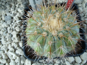 Copiapoa serpentisulcata