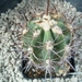 Copiapoa solaris